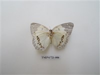 藏品(白蛺蝶)的圖片